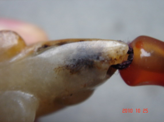 DSC08818_缩小大小.JPG