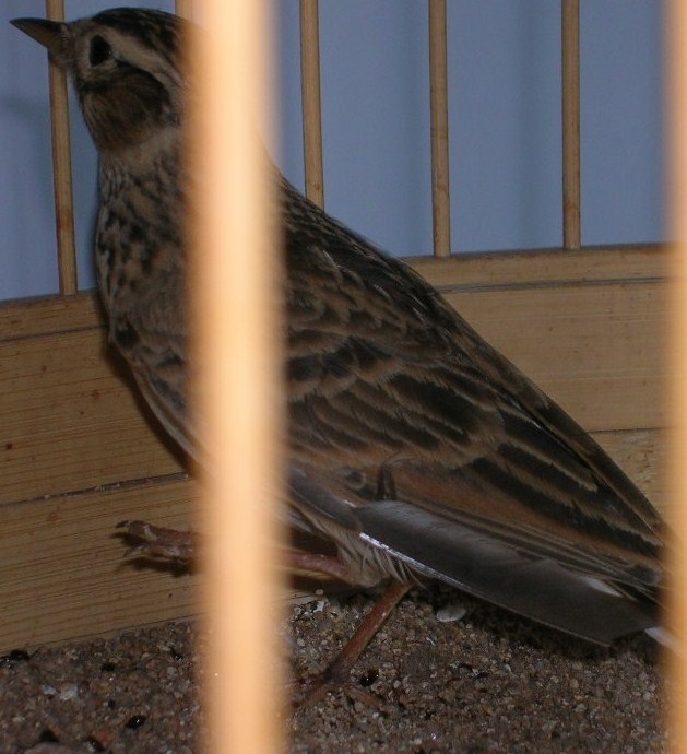 DSCN5776.JPG