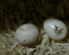 IMG0476A.jpg