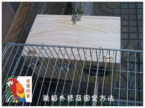 鹦鹉4.jpg