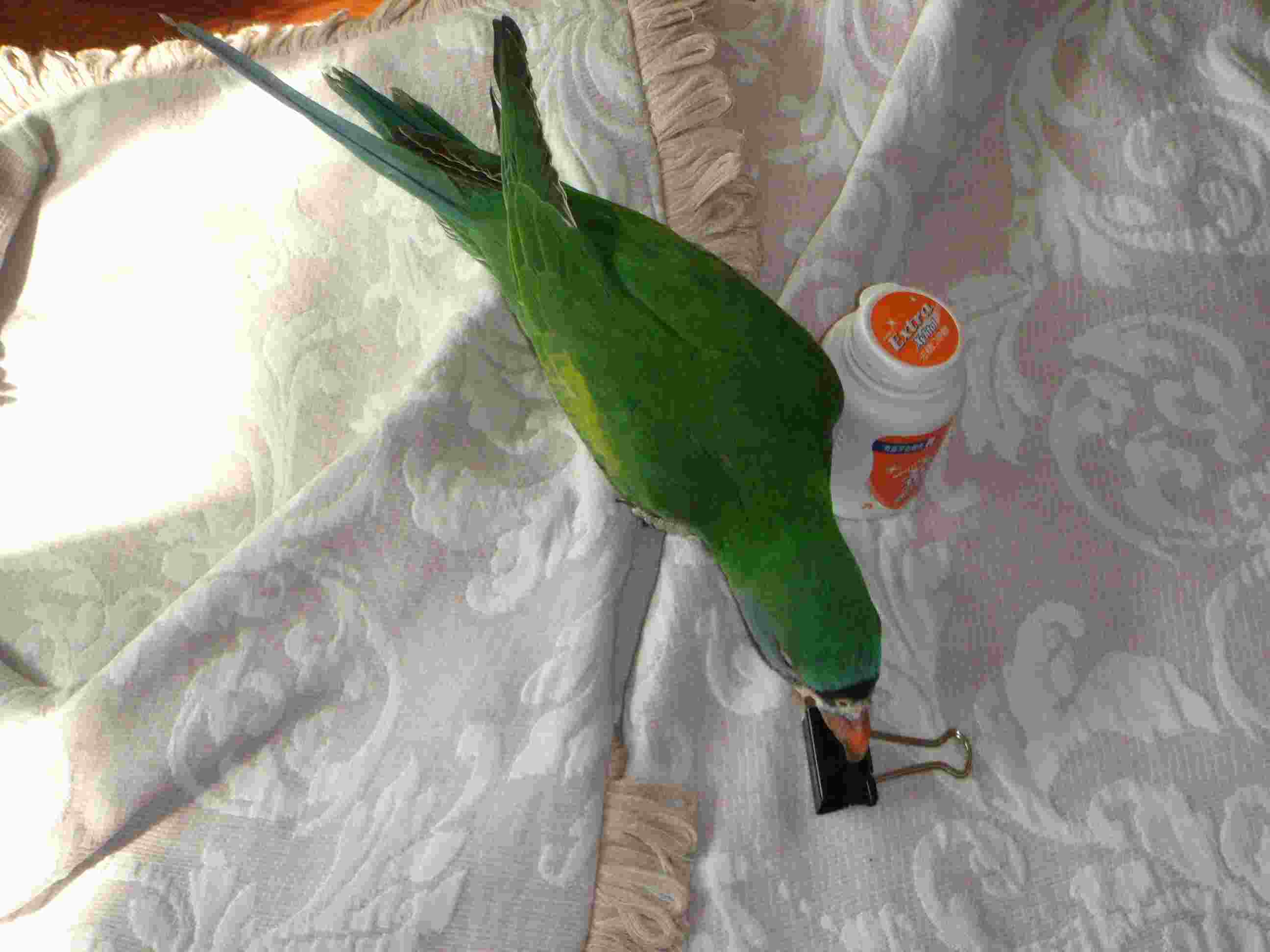 DSC00428_conew1.jpg