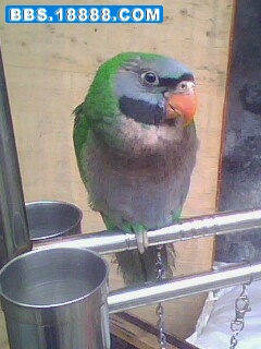 IMG0419A.jpg