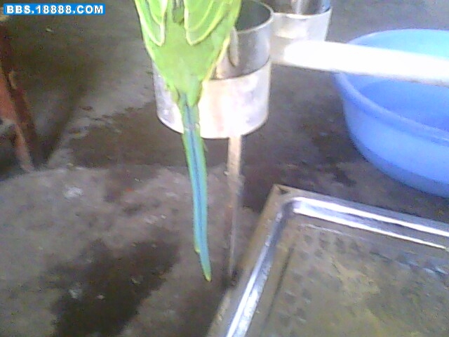 IMG0452A.jpg