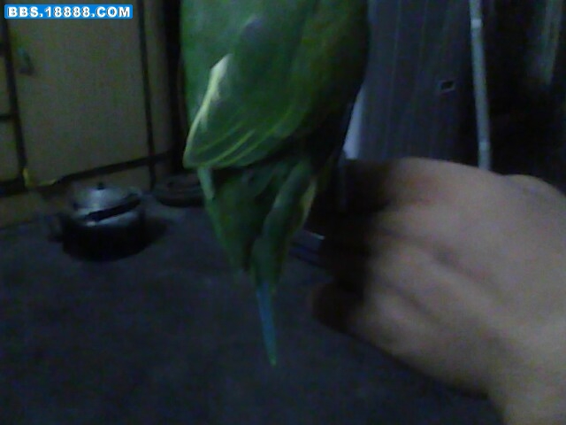 IMG0439A.jpg