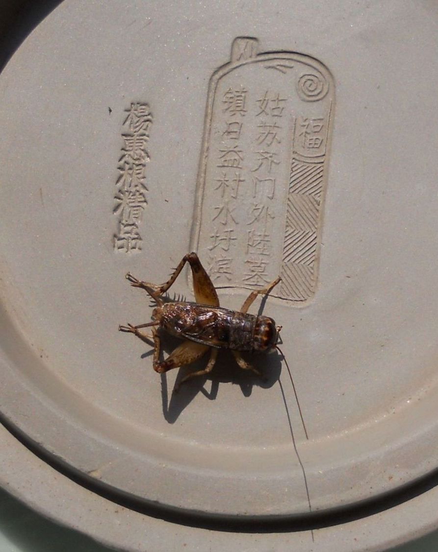 深黄1.1.JPG