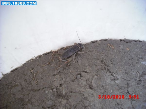 CIMG0006.jpg