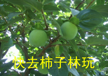 380_84572_08b0cd9ee51d616_副本.gif