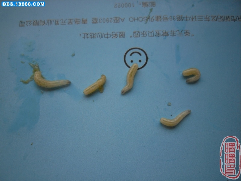 SDC10996.JPG