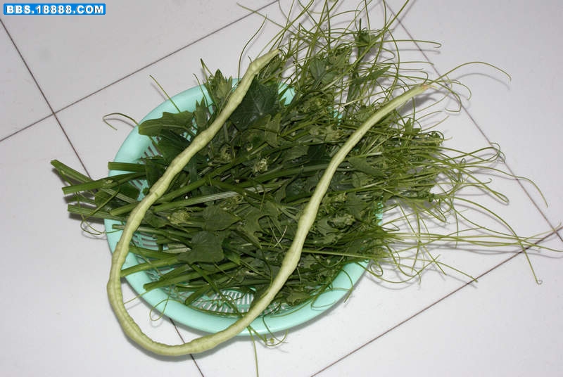 四季豆.jpg