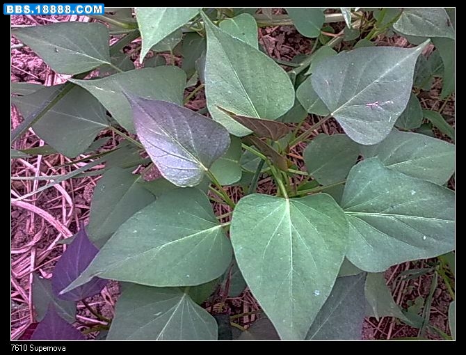 图像0454.jpg