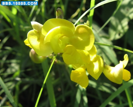 蝴蝶a 082a_缩小大小.jpg