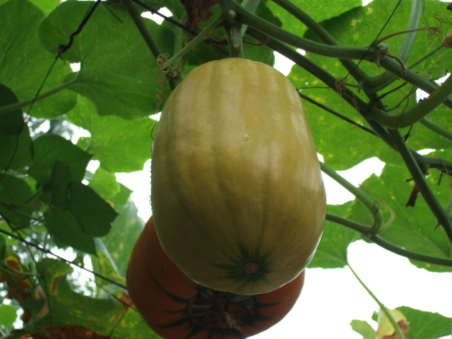 DSCF3955.JPG