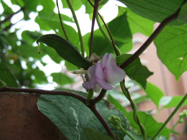 扁豆花.JPG