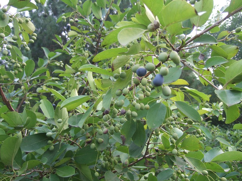 流苏果 (4).jpg