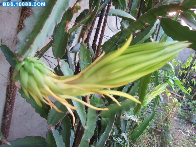 火龙果花.JPG