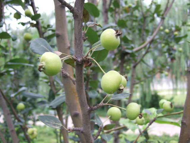 DSCF5916.JPG