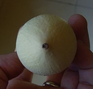 SNV34519.JPG
