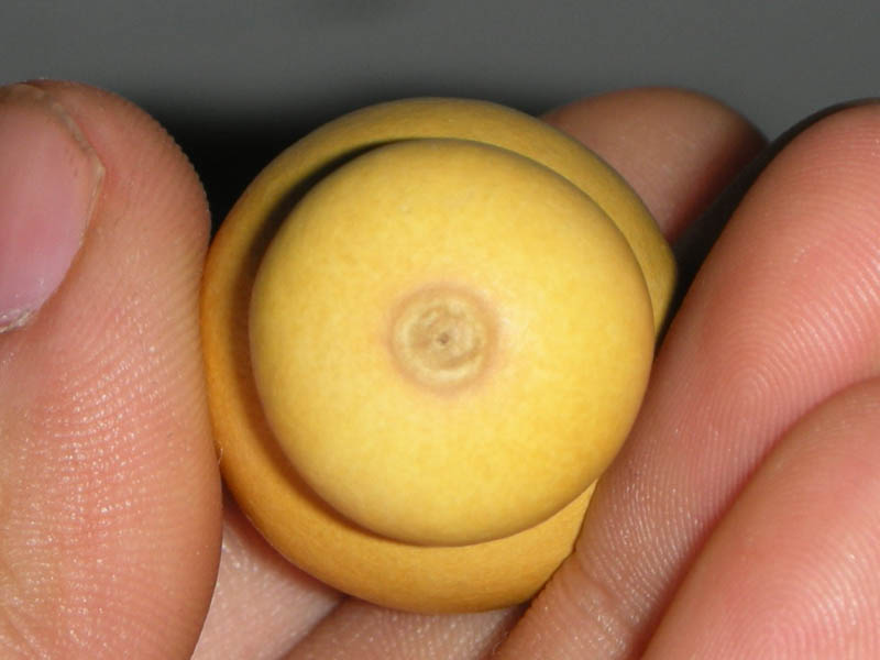 DSCN7623.jpg