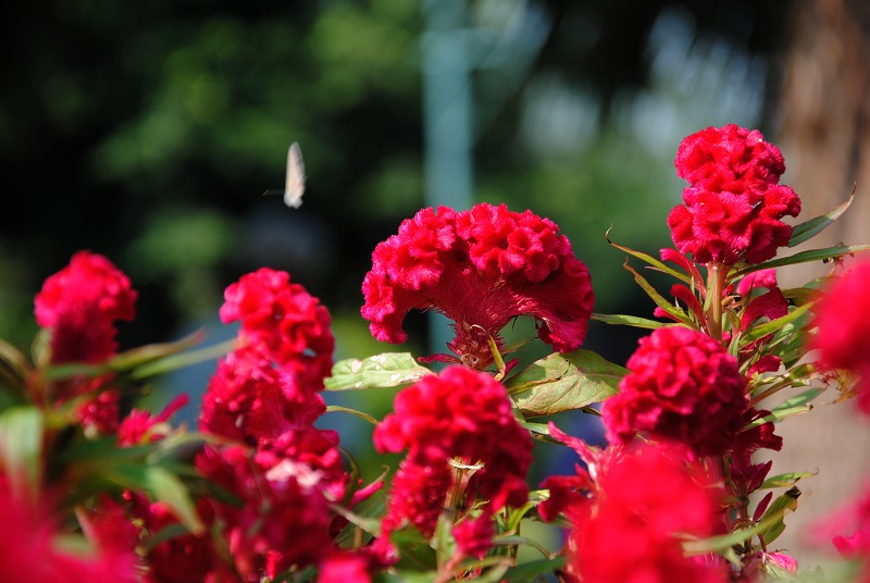 DSC_0672.JPG