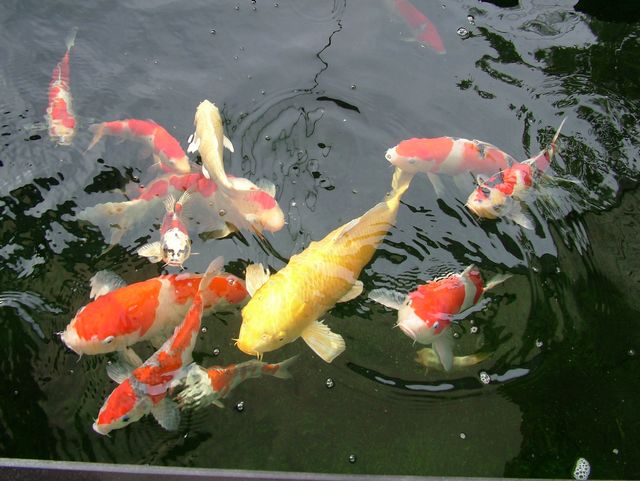 DSCF3942.JPG
