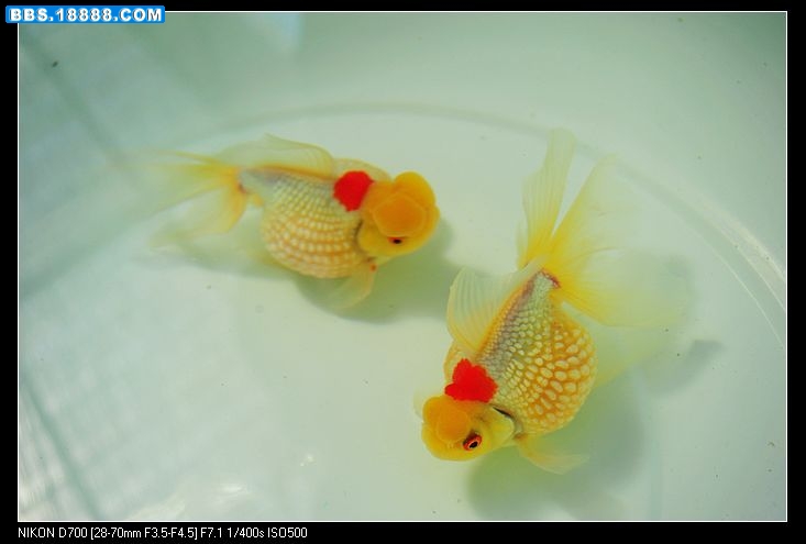 nEO_IMG_DSC_3594.jpg