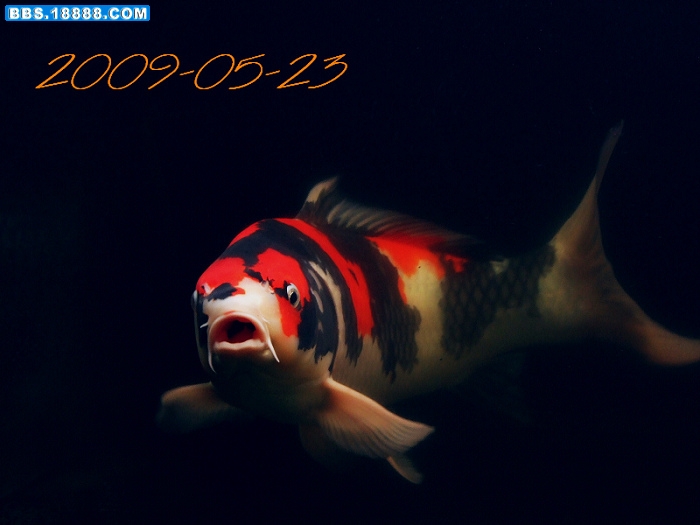 DSCF9212.jpg