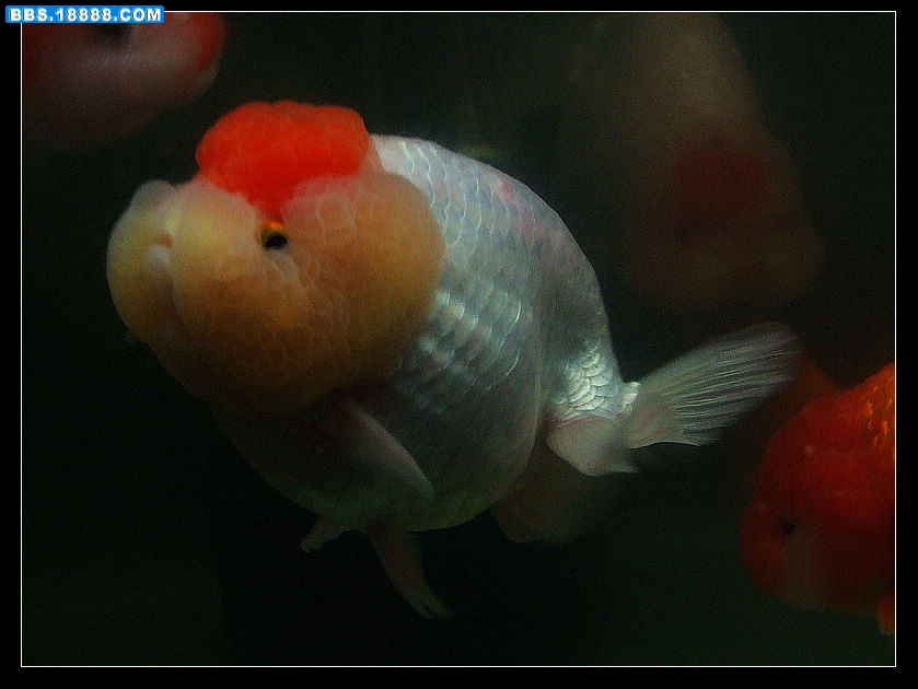 DSCF6826.JPG