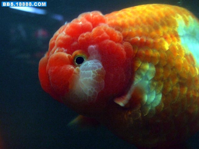 DSCF9555.jpg