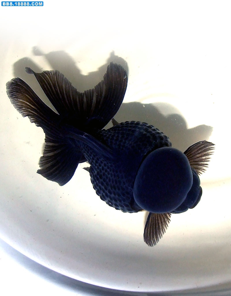 DSCF3679.jpg