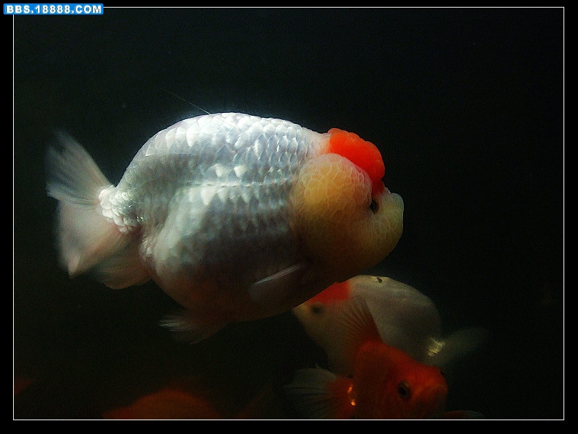 DSCF6830.JPG