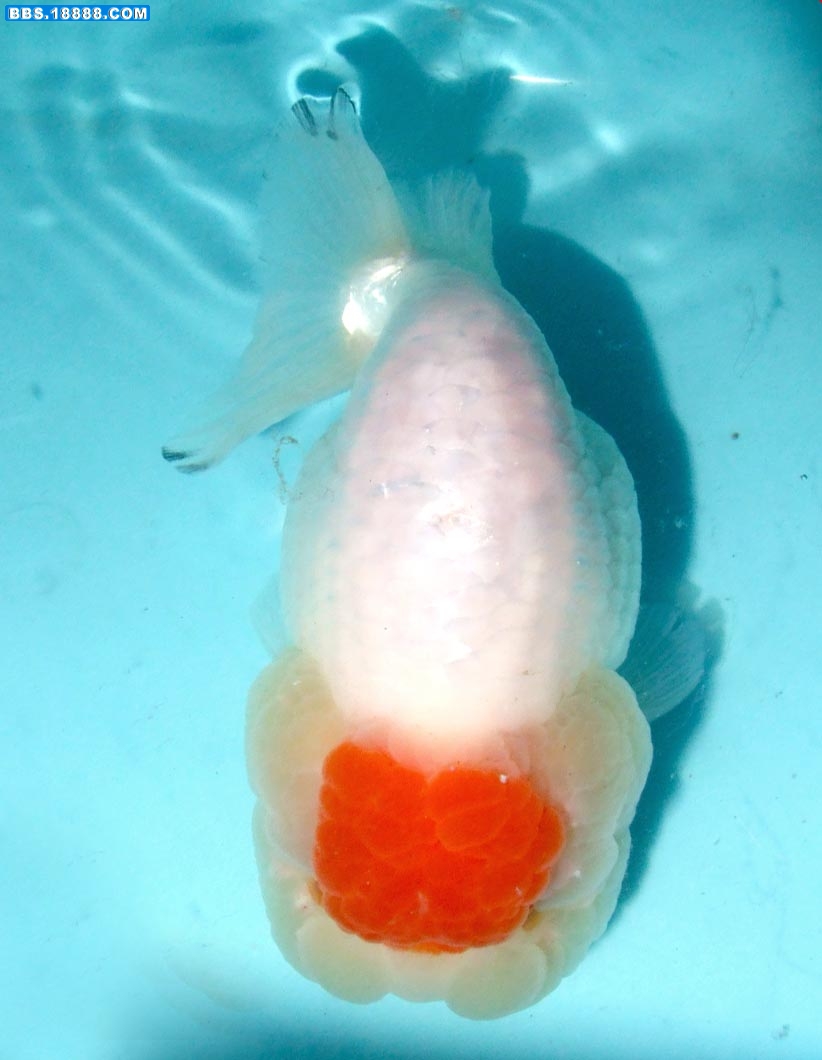 DSCF8406.jpg