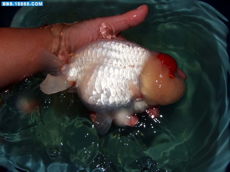 DSCF9251.jpg
