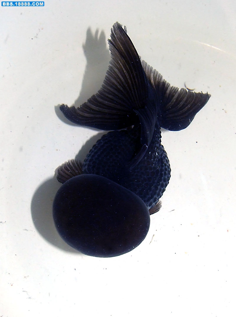 DSCF3670.jpg