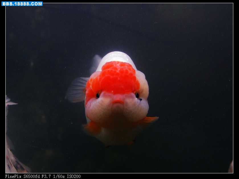 DSCF7091.jpg