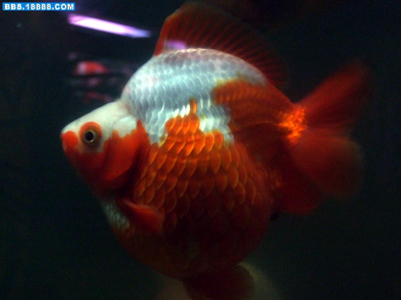 DSCF9465.jpg