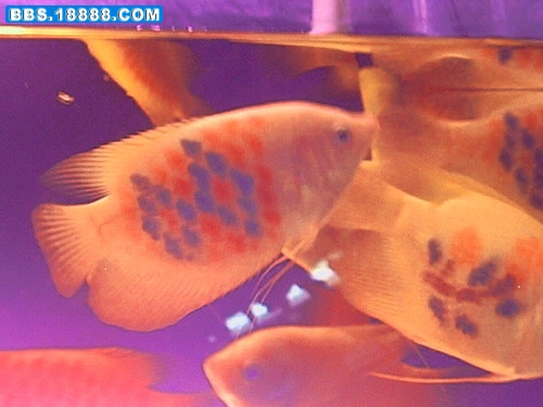 DSCF0227.JPG