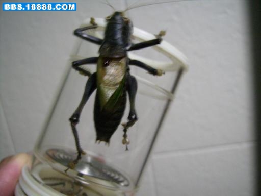 药蝈1.JPG