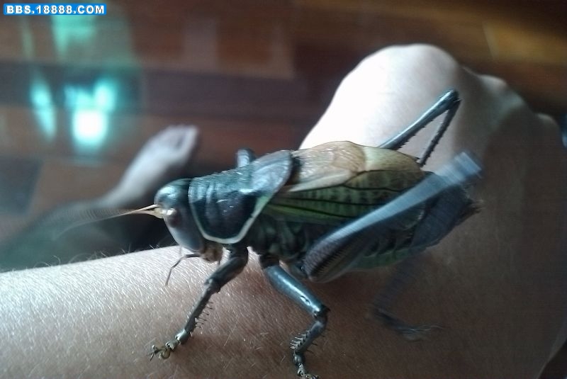 IMAG0078.jpg