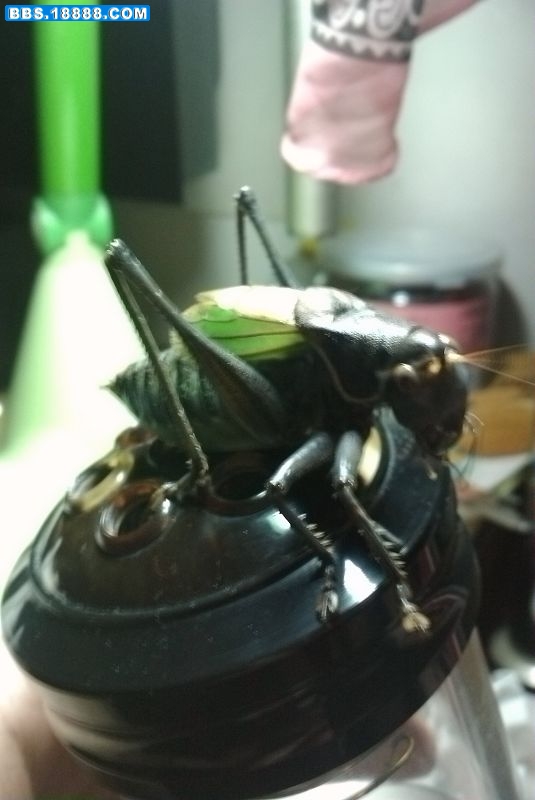 IMAG0057.jpg