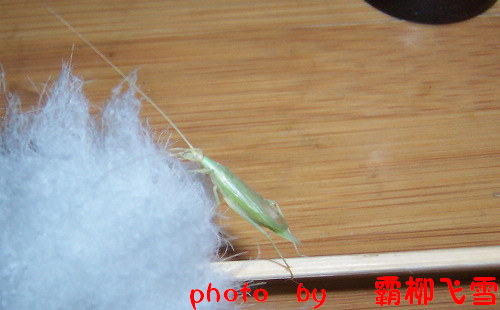 照片 004.jpg