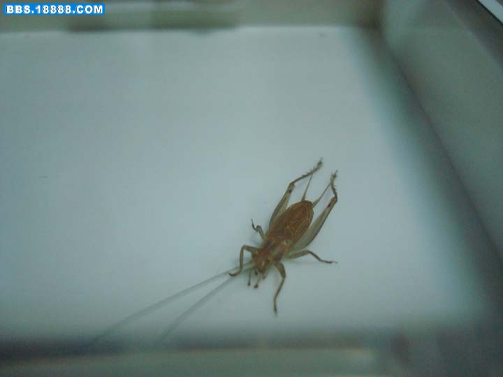 调整向导-3.jpg