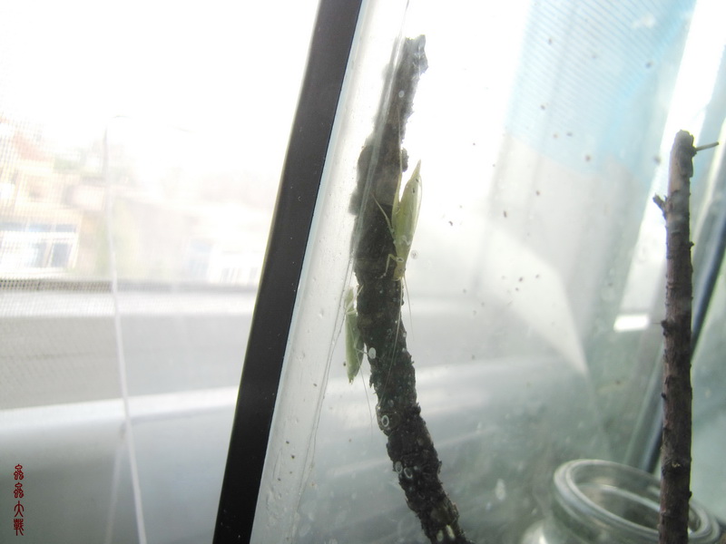 IMG_1370_调整大小.JPG