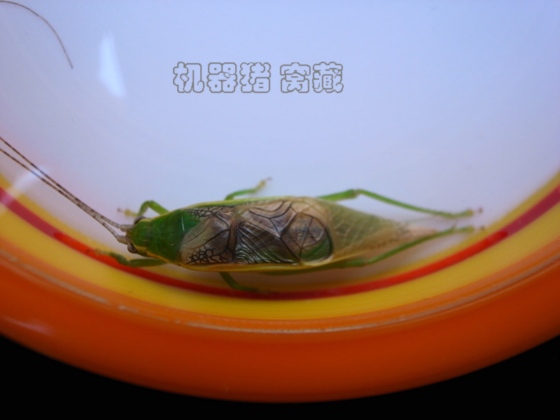 彩虫1.jpg