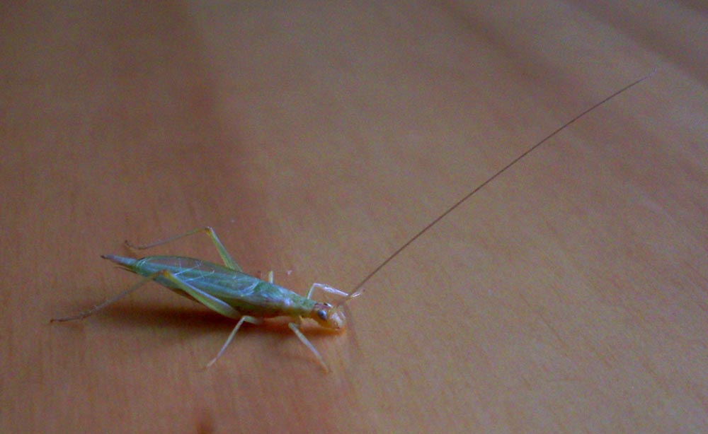 SDC10569.JPG