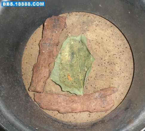 一龄虫（出虫罐）.jpg