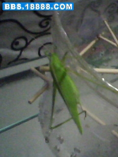 IMG0349A.jpg