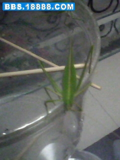IMG0350A.jpg