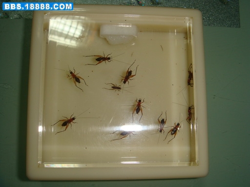 DSC02054.jpg