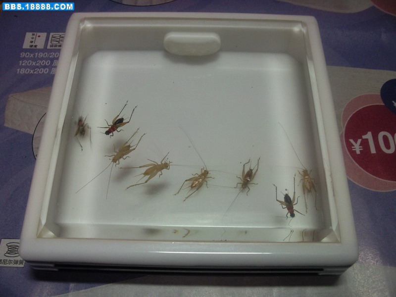 照片-0176.jpg