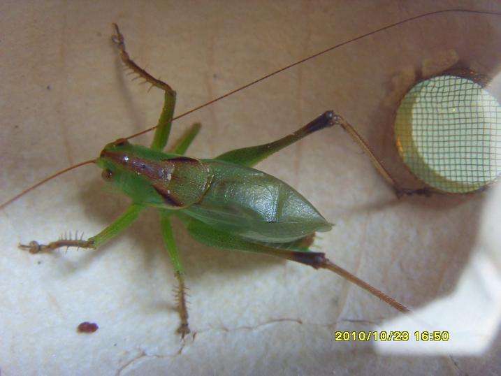 SDC13716.JPG